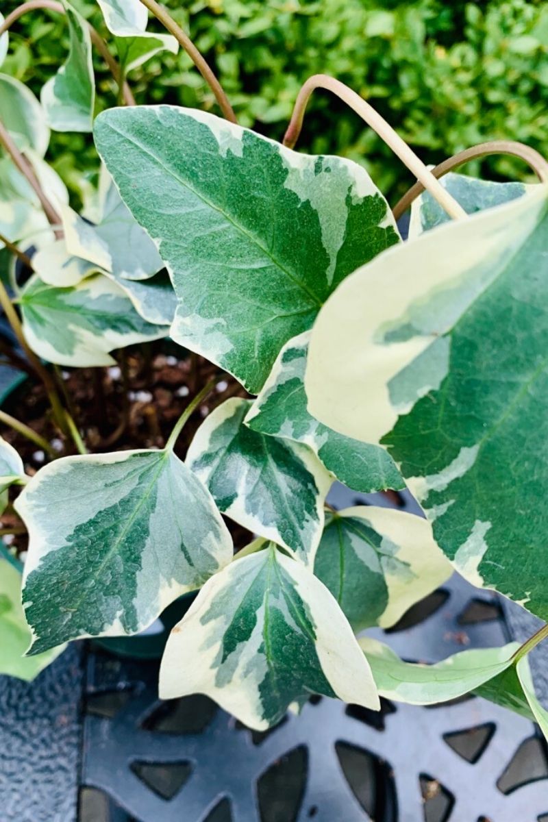 Ivy Alg Variegated