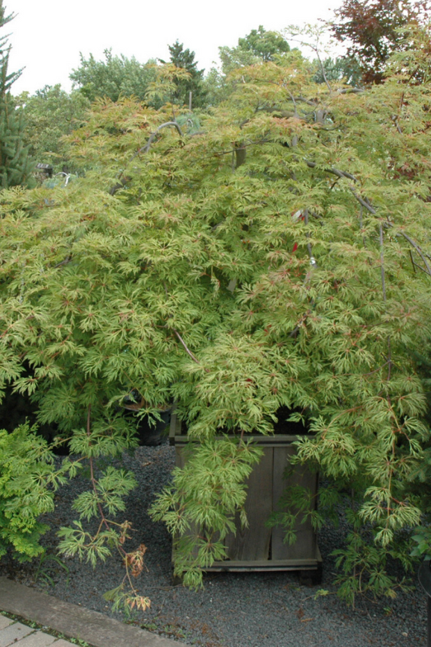 Maple, Fullmoon Green Cascade