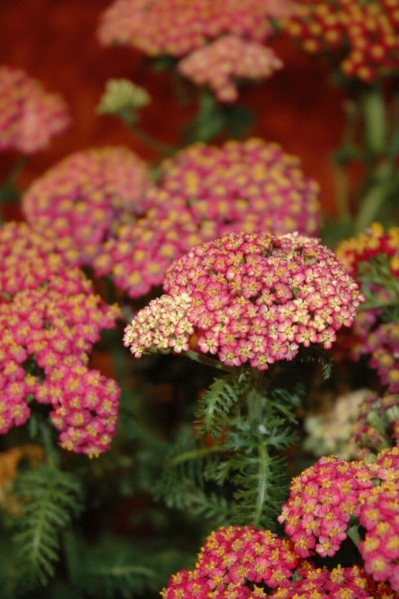 Yarrow, Vintage Rose