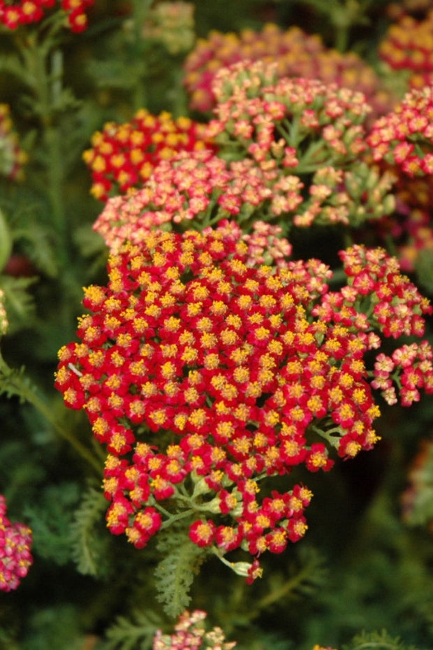 Yarrow, Vintage Red