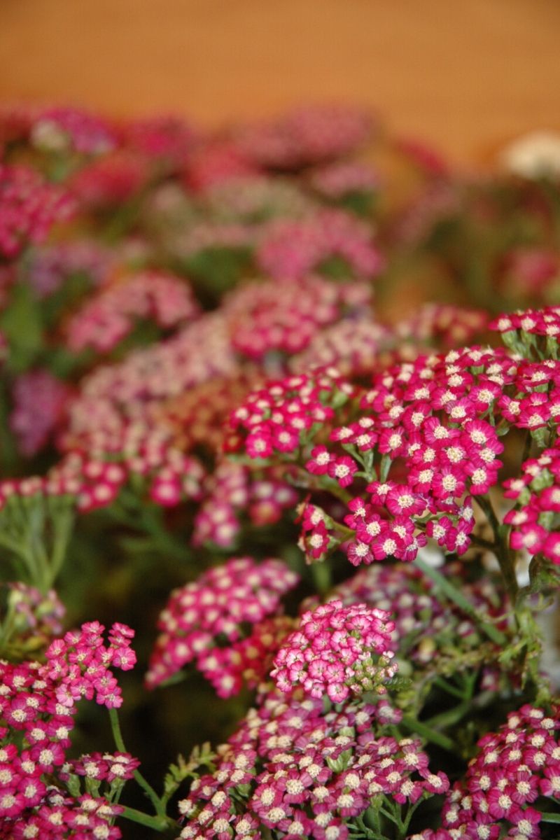 Yarrow, Vintage Violet