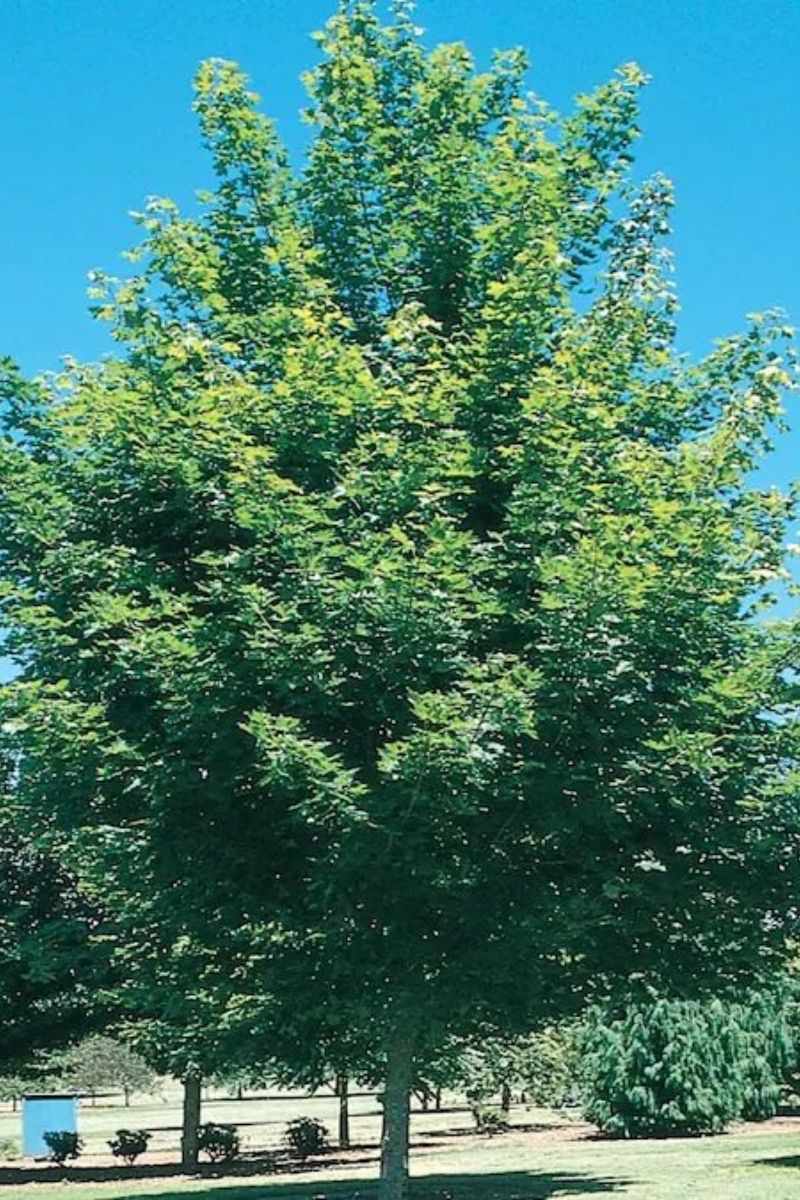 Maple, Norwegian Sunset