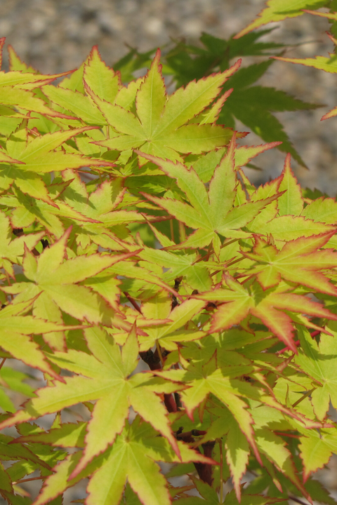 Maple, Japanese Sango Kaku