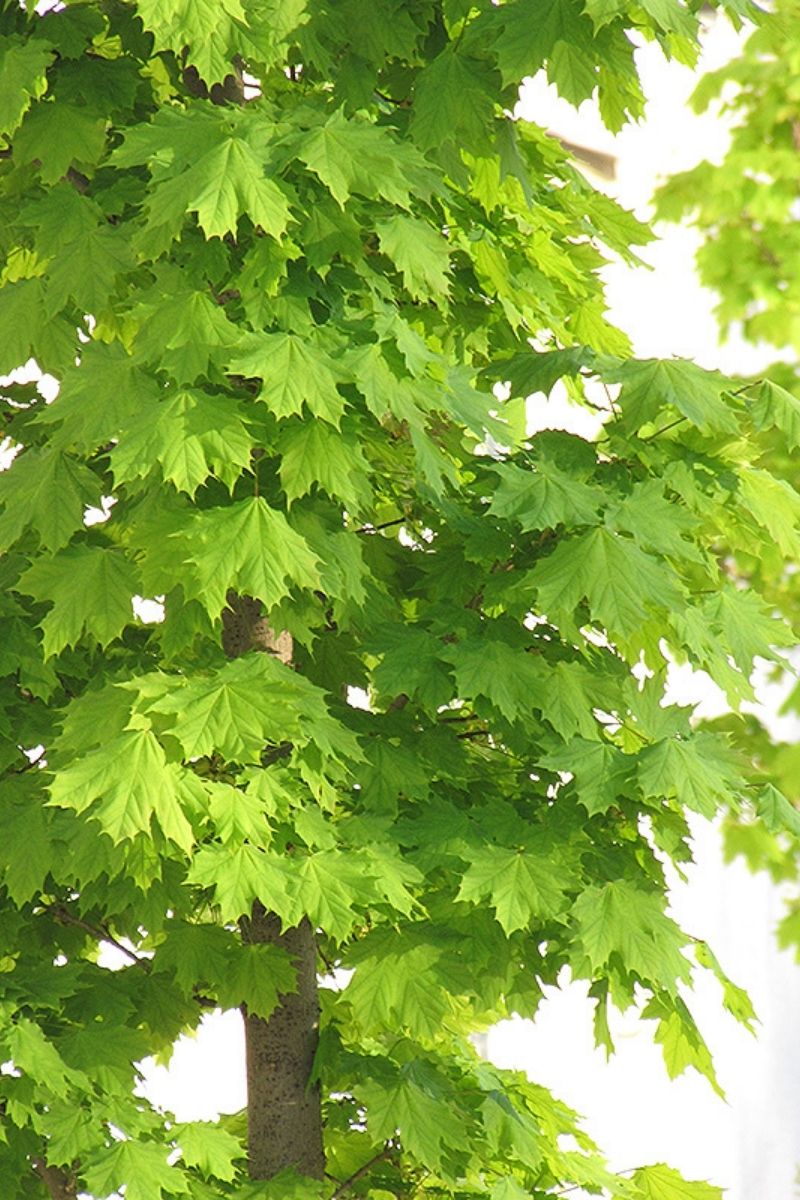 Maple, Norway Columnaris