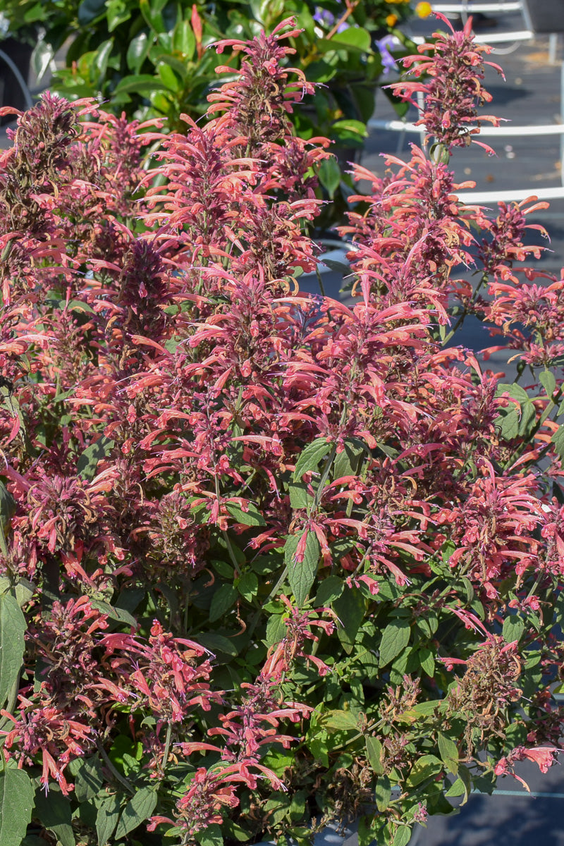 Agastache Guava Lava