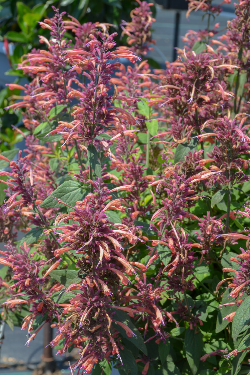 Agastache Guava Lava