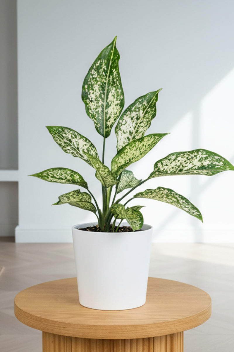 Chinese Evergreen, Thai Snowflake 6"