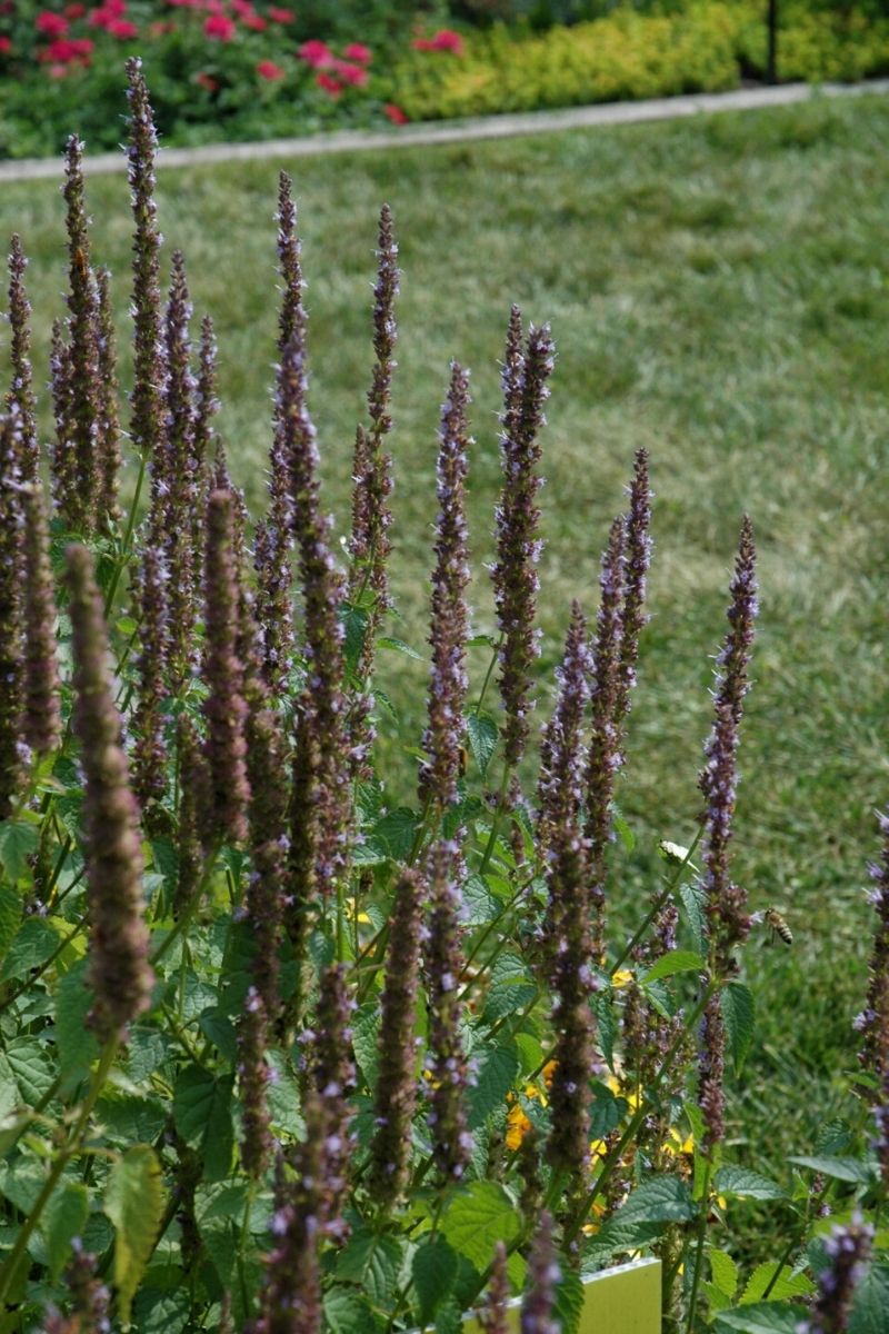 Agastache, Little Adder