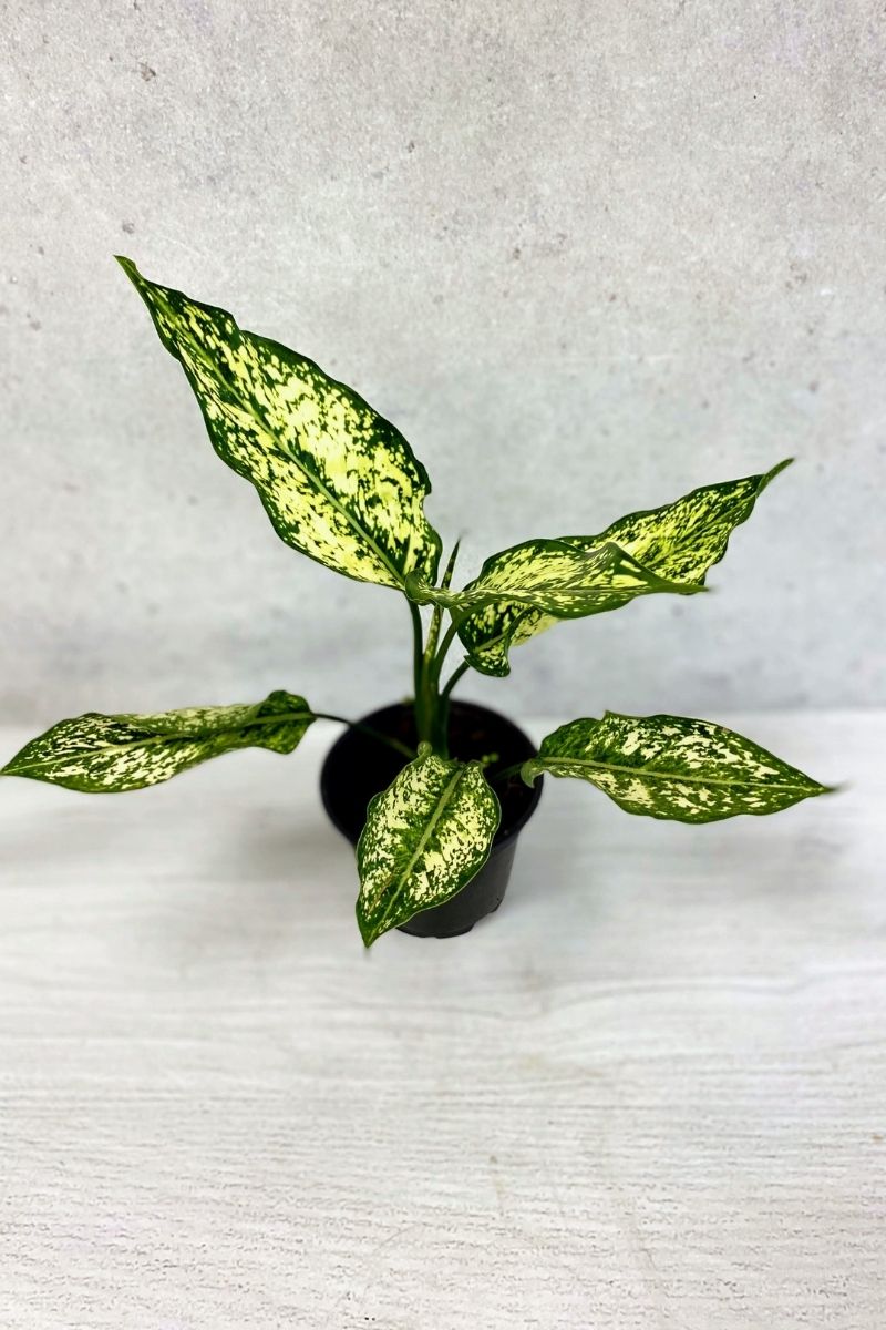 Chinese Evergreen, Snow White 4"