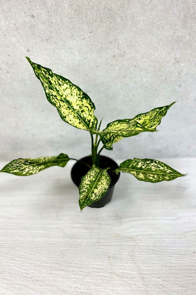 Chinese Evergreen, Snow Wh 4"