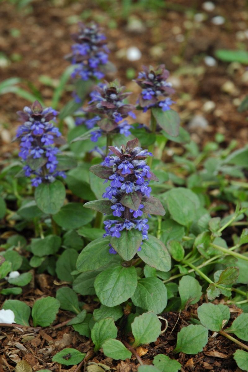 Ajuga, Catlin's Giant