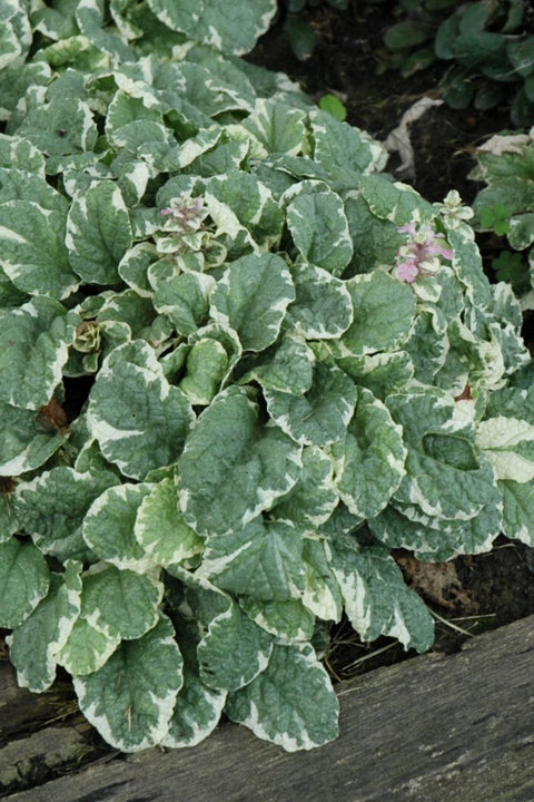 Ajuga, Pink Lightning