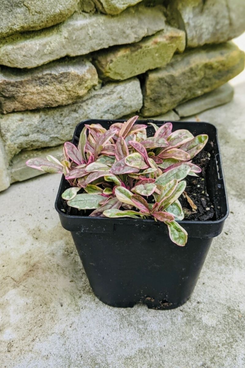 Ajuga, Princess Nadia