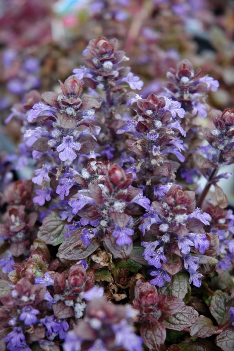 Ajuga, Bronze Beauty