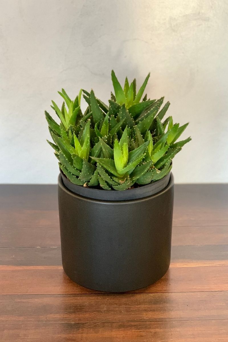 Aloe, Nobilis Gold Tooth 8"