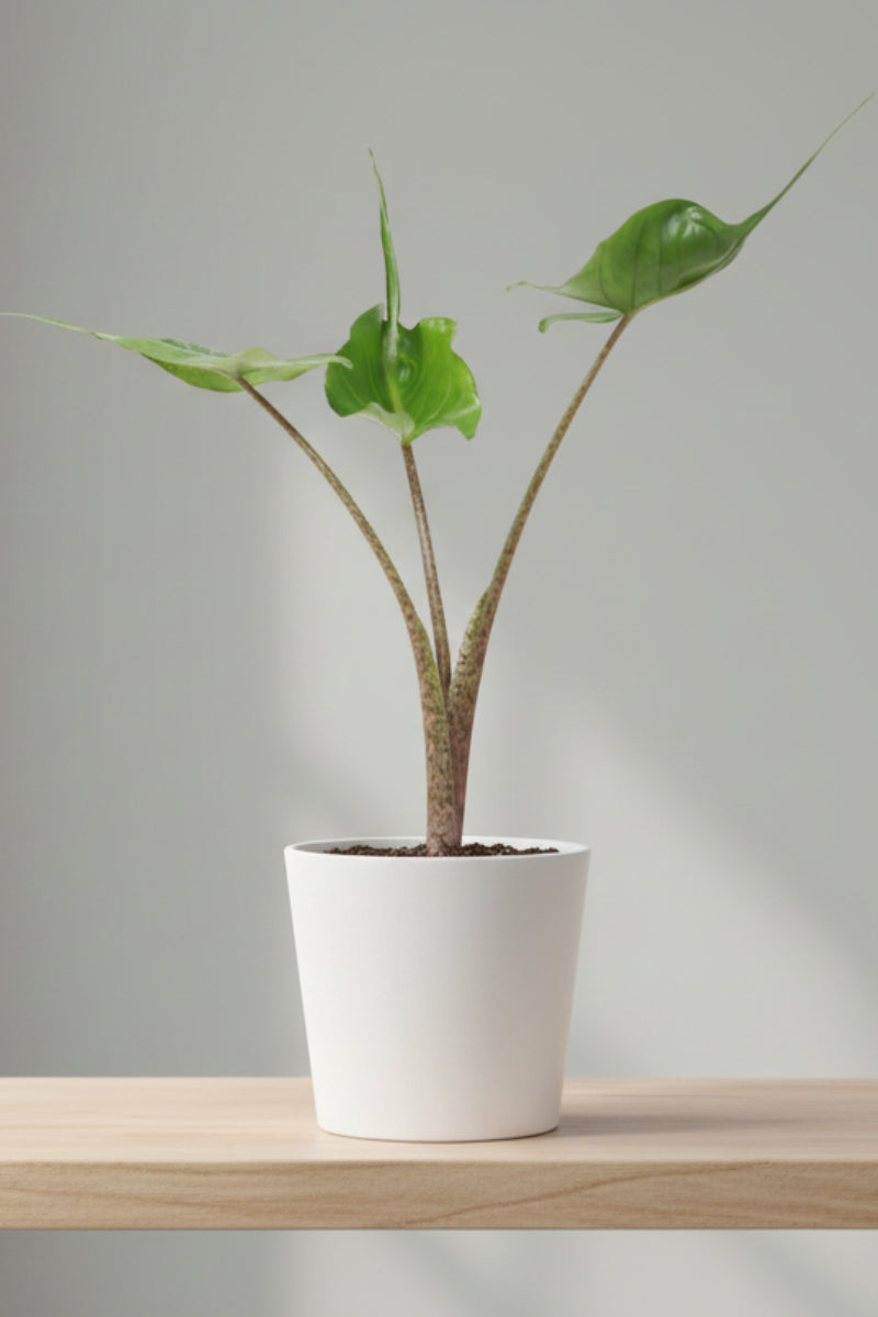 Alocasia, Stingray 4"