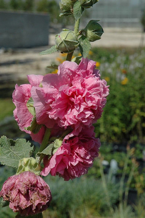 Hollyhock, Chater's Double