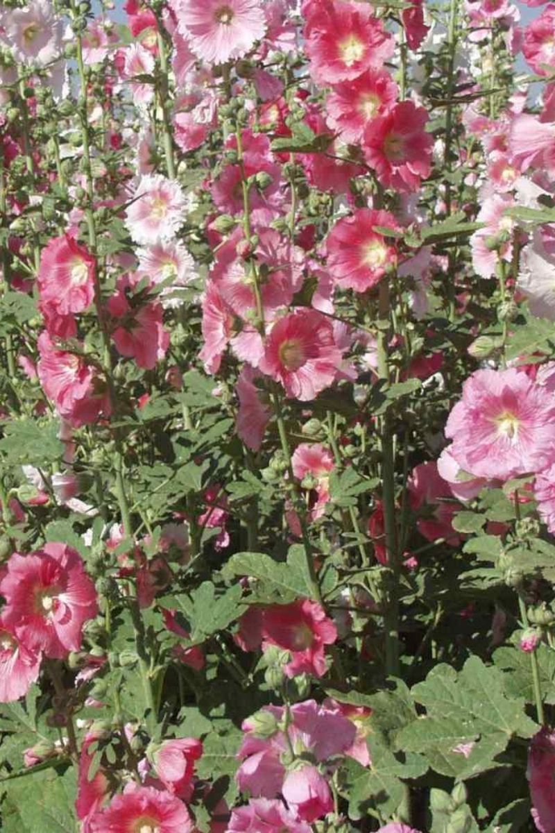 Hollyhock, Indian Spring