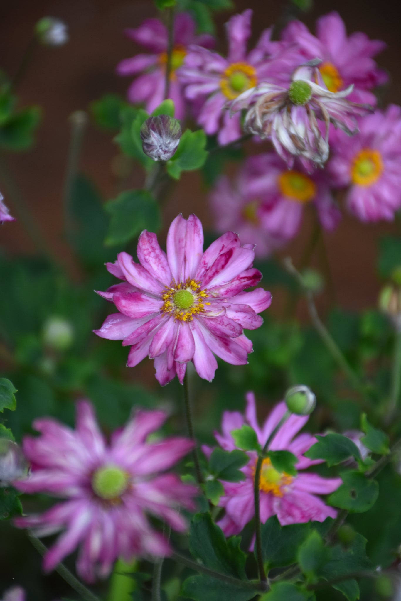 Anemone Fall in Love Sweetly