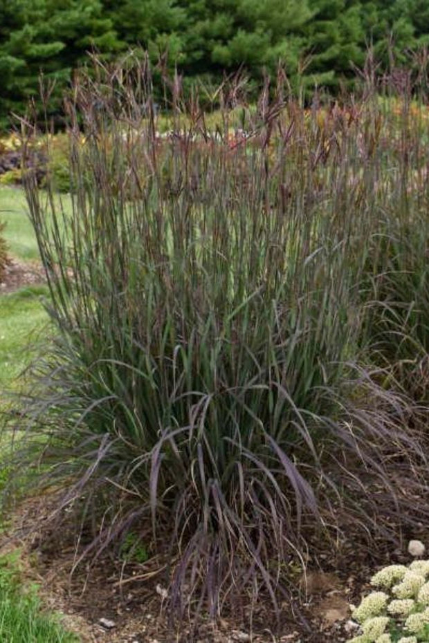 Grass, Bluestem Big Blackhawk