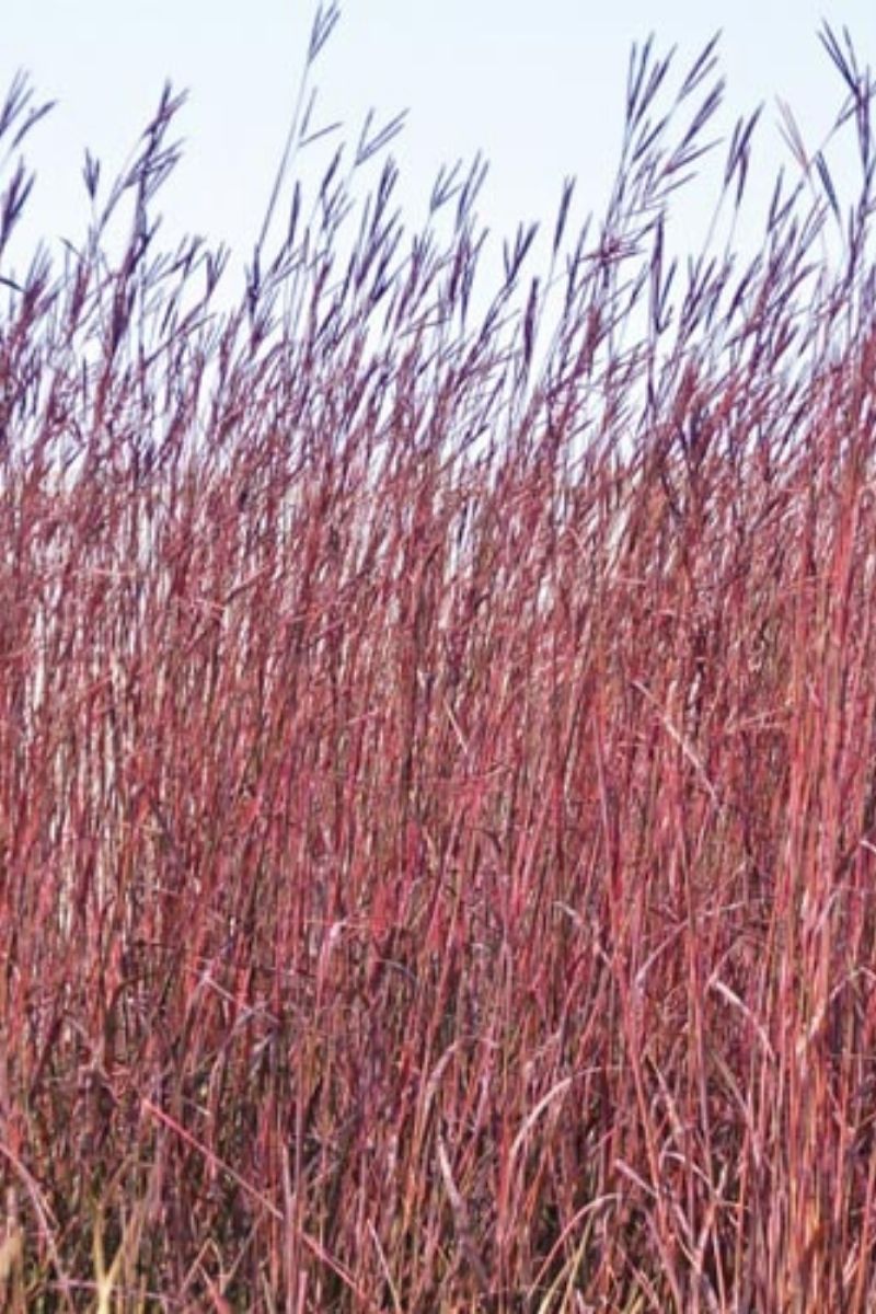 Grass, Bluestem Big Red October