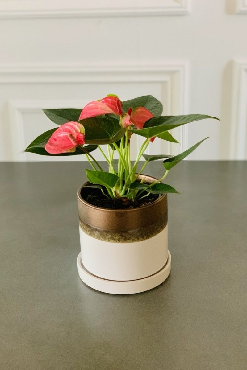 small anthurium species Anthurium, Species Pink 3"