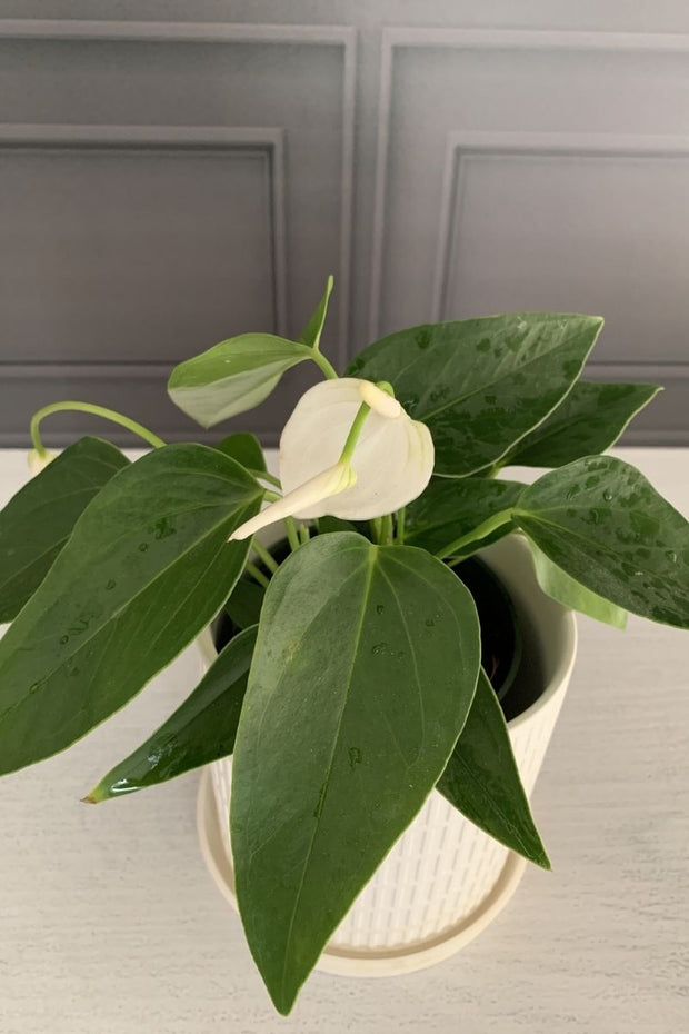 Anthurium, Species White 4"