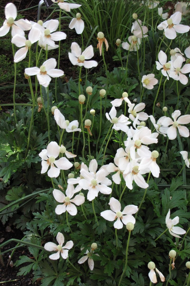 Anemone, Snowdrop