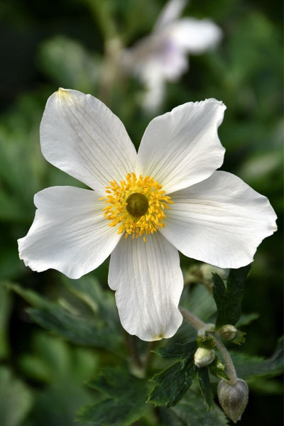 Anemone, Wild Swan