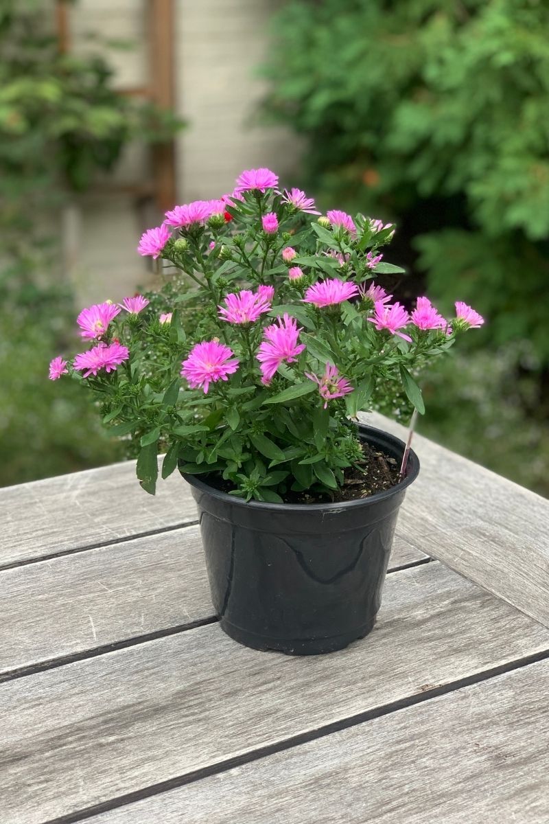 Aster Pink