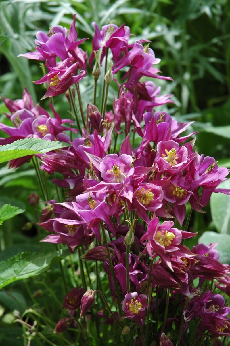 Columbine, Bierdermeier
