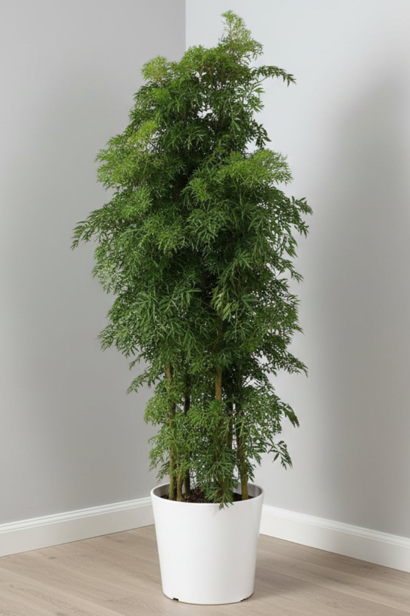Aralia, Ming Bush 10"