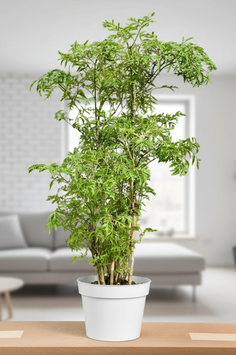 Aralia, Ming Stump 6"