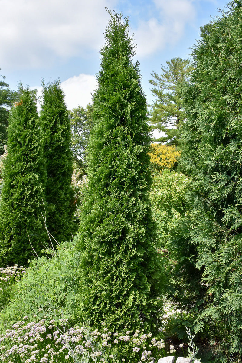 Arborvitae, American Pillar