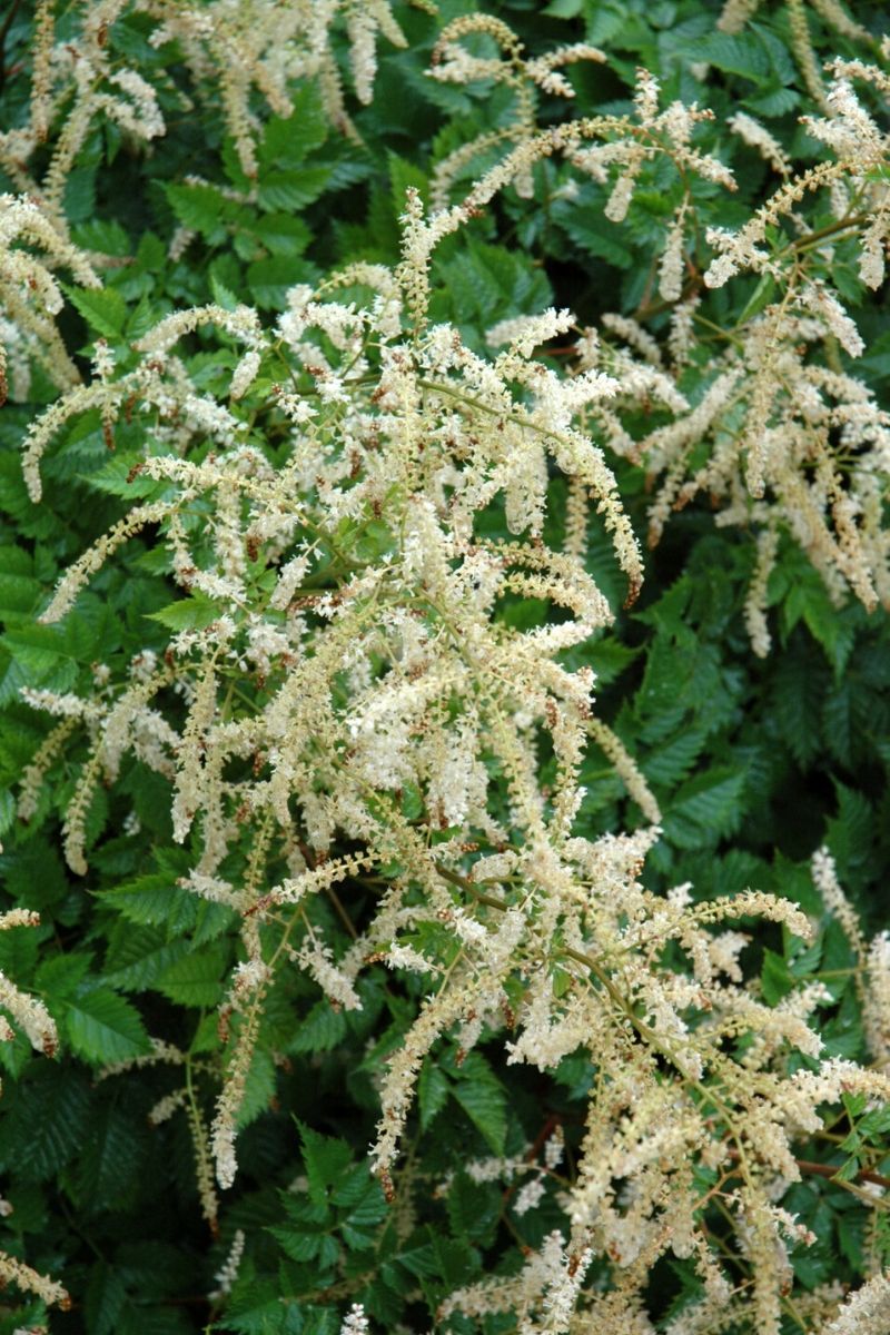 Goat'S Beard, Misty Lace