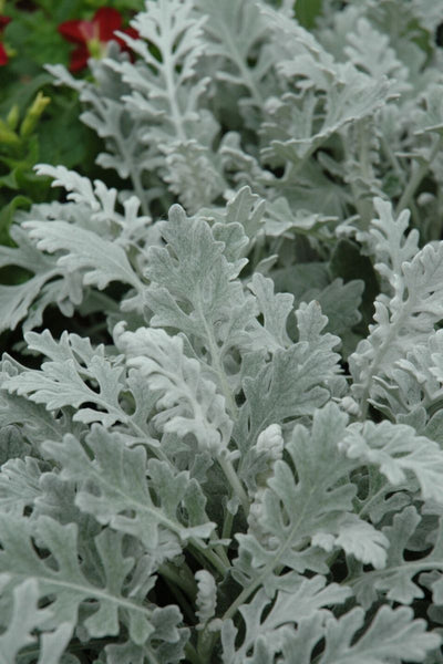 Artemisia, Silver Cascade