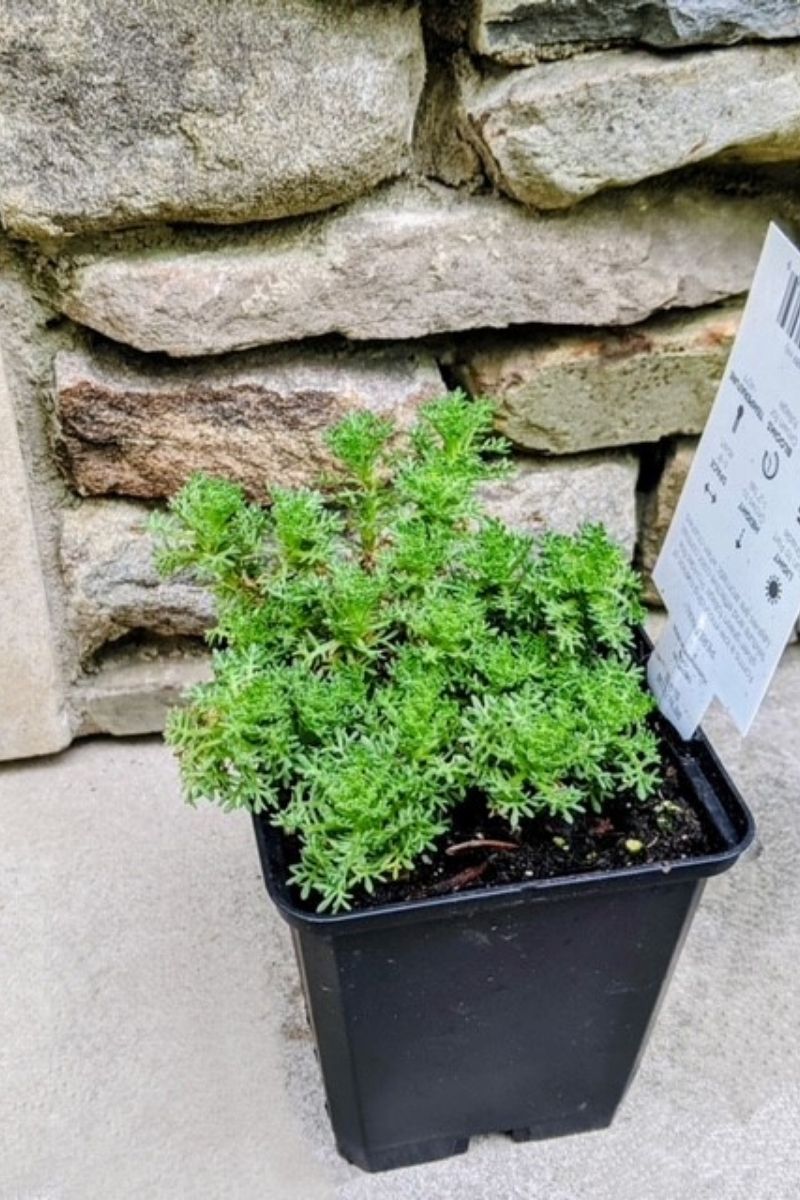 Artemisia, Dwarf Tiny Green