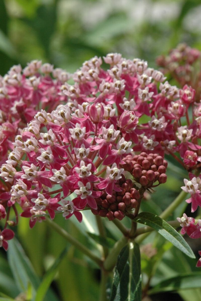 Butterfly Weed, Cinderella