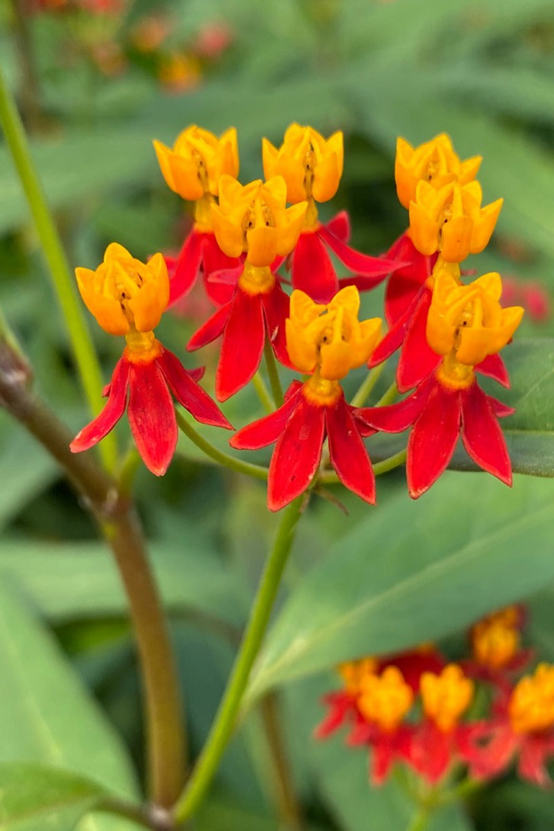 Silky Deep Red tropical milkweed flowers