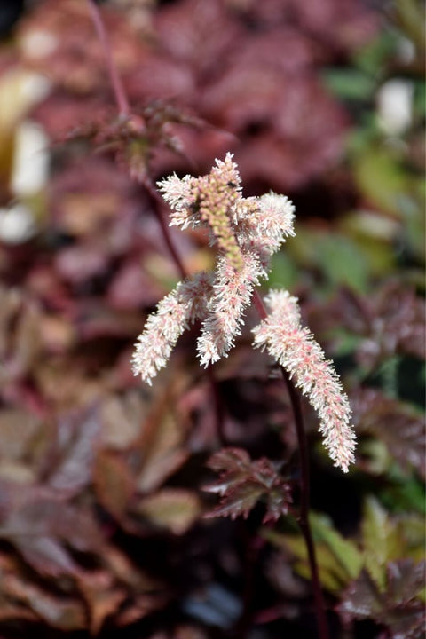 Astilbe, Chocolate Shogun