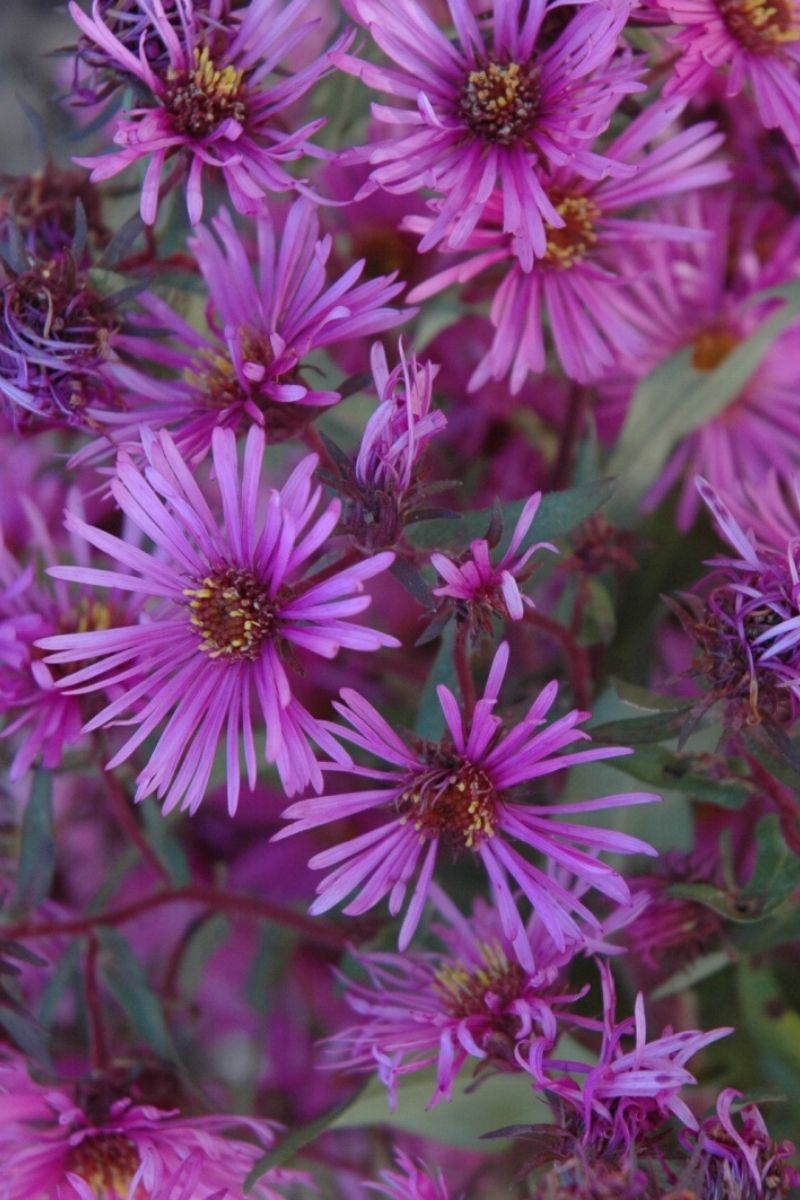 Aster, Wood's Pink
