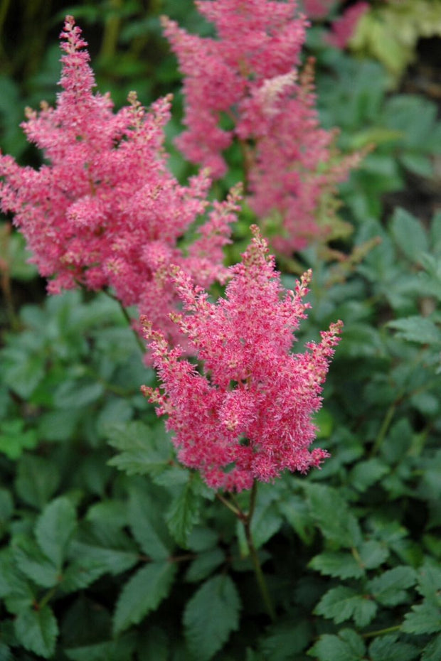 Astilbe, Rheinland