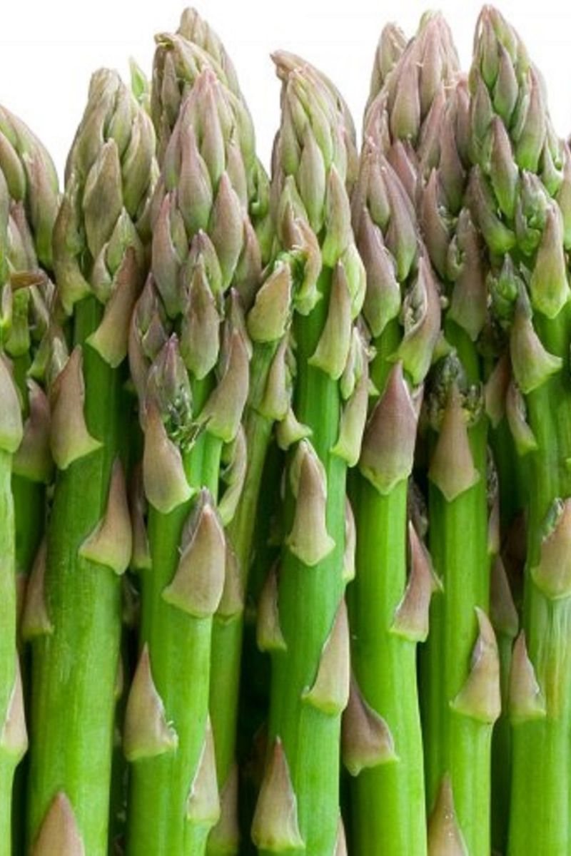 Asparagus, Jersey Giant