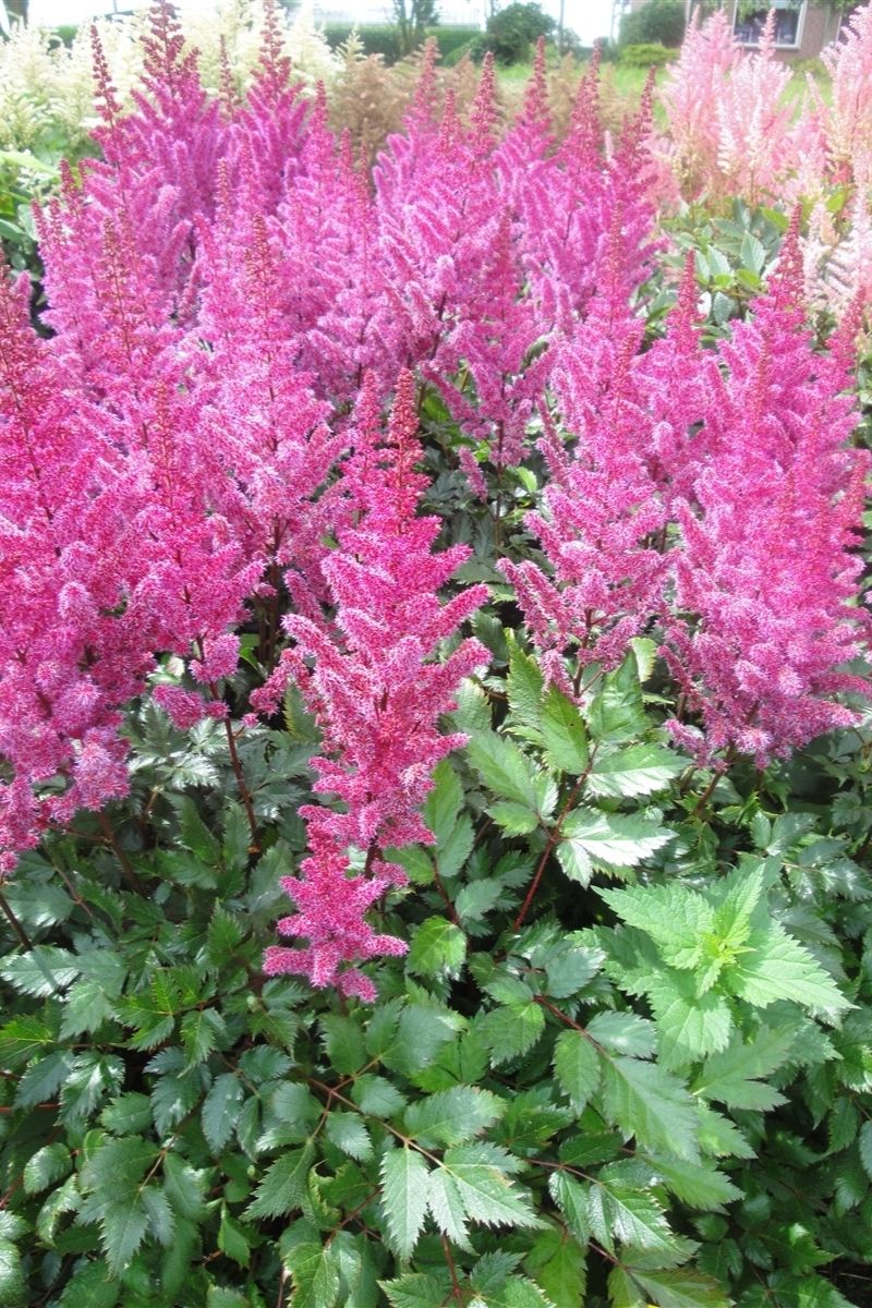 Astilbe, Maggie Daley