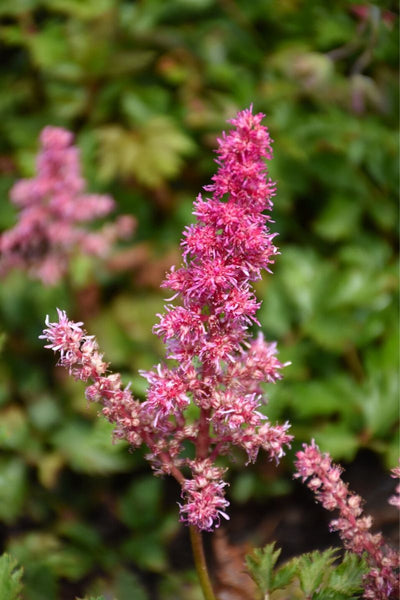 Astilbe, Rise And Shine
