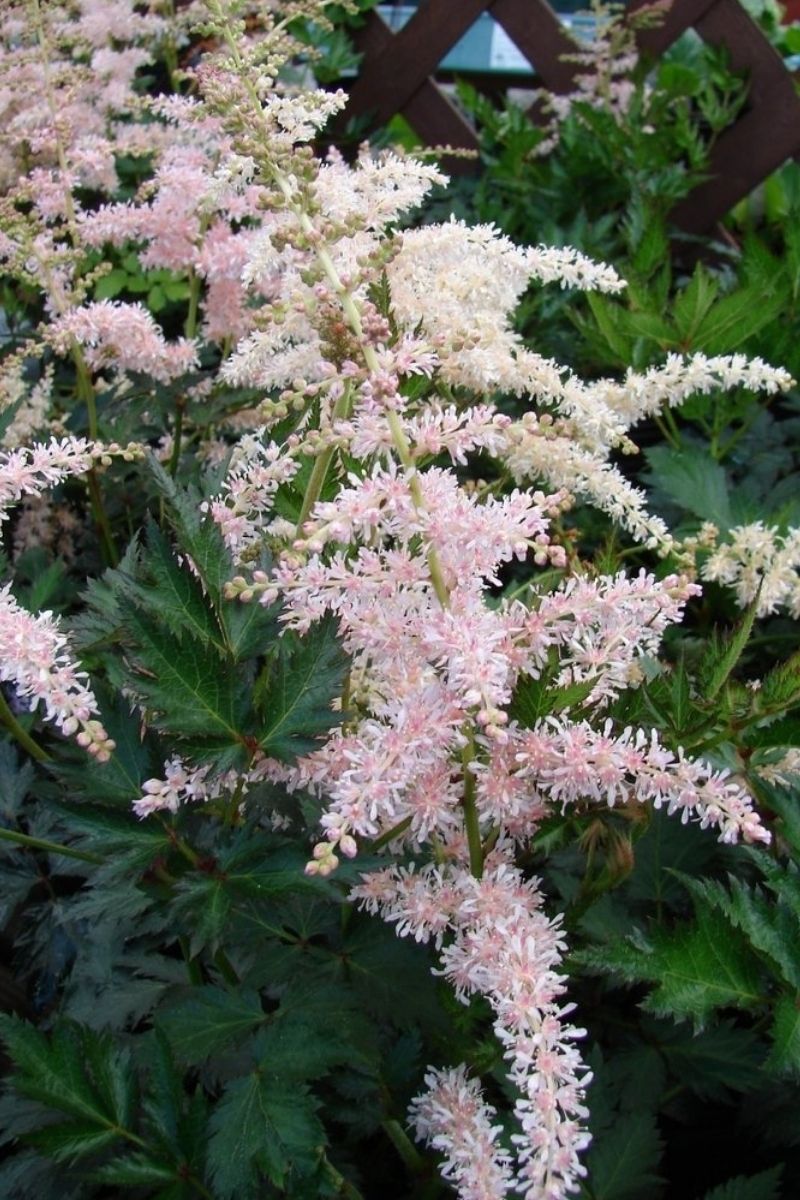 Astilbe, Pink Lightning