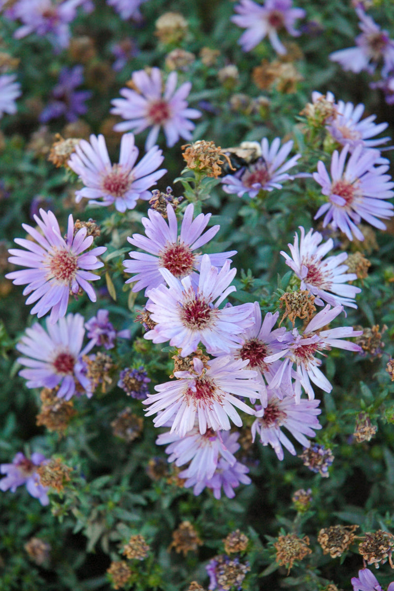 Aster Blue