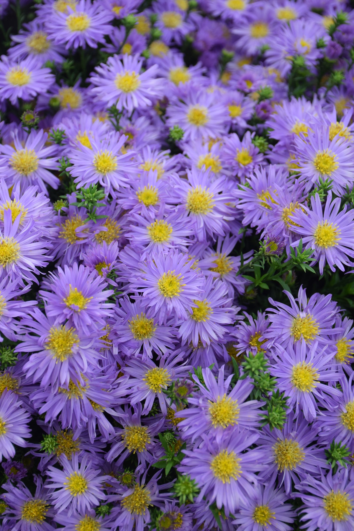 Kickin Purple Aster