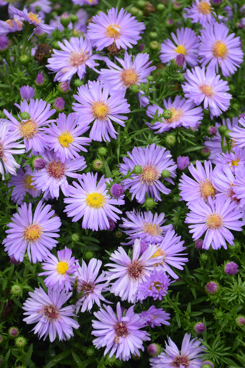 Aster Lavender