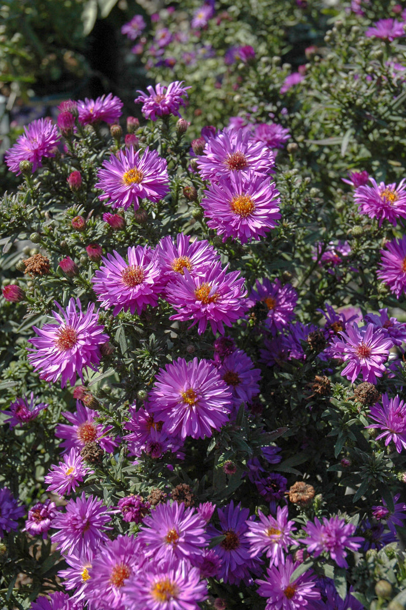 Aster, Professor A. Kippenburg